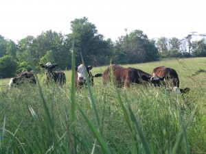 big river beef sells quarters halves and wholes of grass fed beef.