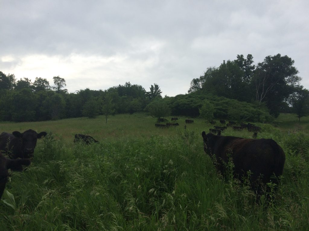 We move our steers to new pasture every 1-2 days.